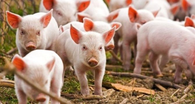Ветеринары предостерегают от покупок свиней в регионах, где зафиксированы вспышки африканской чумы