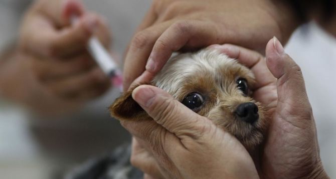В Луганске будет проводиться бесплатная вакцинация животных от бешенства