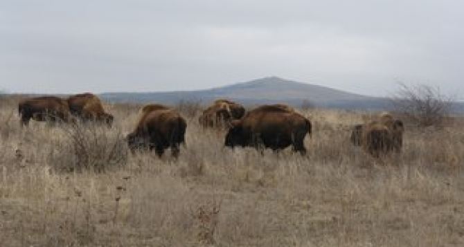 Американские бизоны  осваивают Донецкий кряж