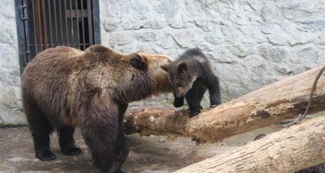В Харьковском зоопарке медведица во время спячки родила двойню