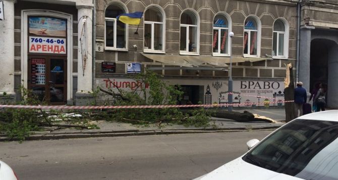 В Харькове на женщину упало дерево (фото)