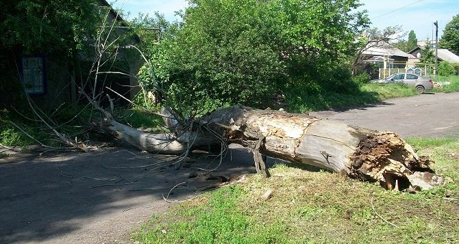 В Красном Луче на пенсионера упало дерево (фото)