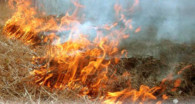 Экологи напоминают о штрафах за сжигание сухой травы