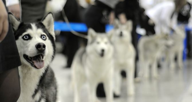 В Северодонецке состоится выставка собак