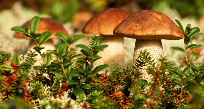 В Стаханове 4 человека отравились грибами, один из них умер