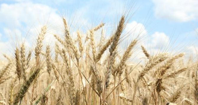 В Харьковской области собрали первый миллион тонн зерна нового урожая