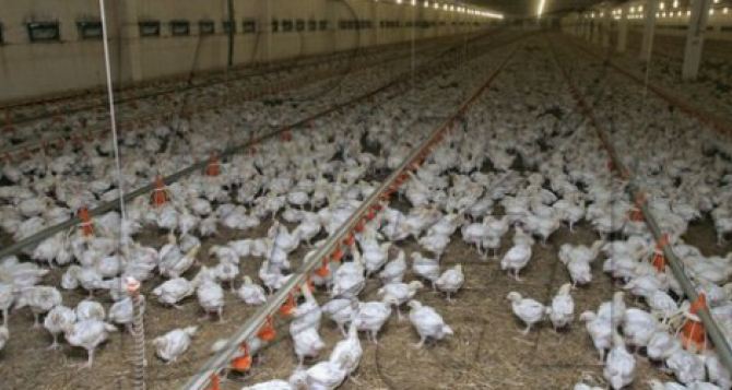 В самопровозглашенной ДНР планируют экспортировать продукцию птицеводства в РФ