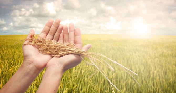 Аграрии Луганской области намолотили почти 1 млн тонн зерна