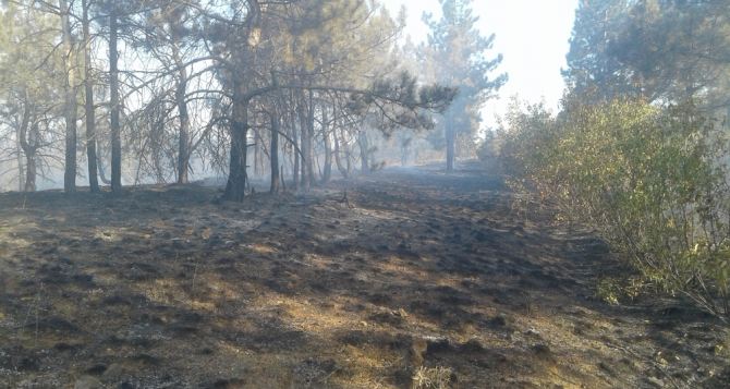 В Донецкой области произошел масштабный пожар в экосистеме (фото)