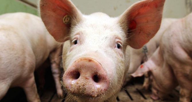В Харьковской области зафиксирован случай африканской чумы свиней
