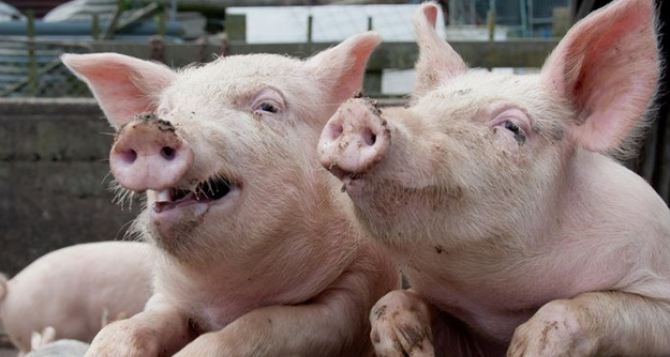 В самопровозглашенной ДНР хотят ввести эмбарго на ввоз свинины из Украины