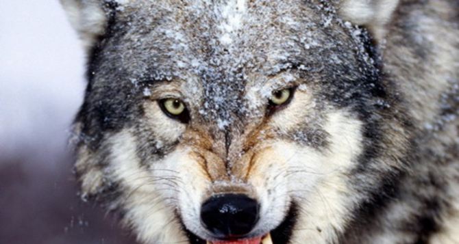 В Донецкой области участились нападения волков на домашних животных