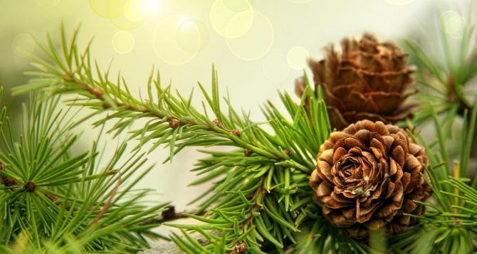 В Украине усилили меры по охране елок перед новогодними праздниками