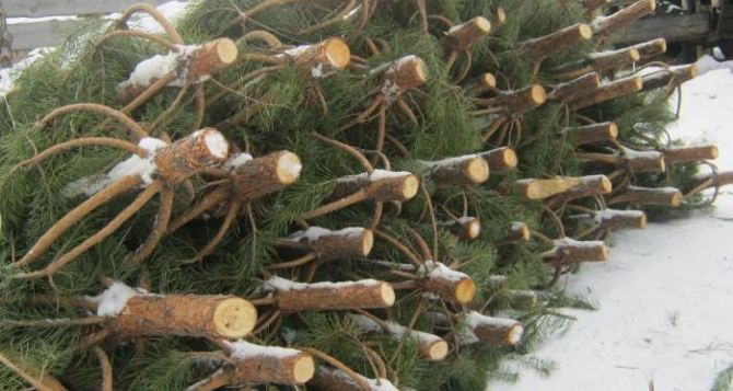 В Станице Луганской можно будет купить новогоднюю елку за 60 грн.