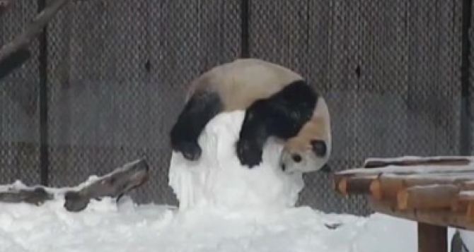 Зиме рады все! Интернет покорила панда со снеговиком