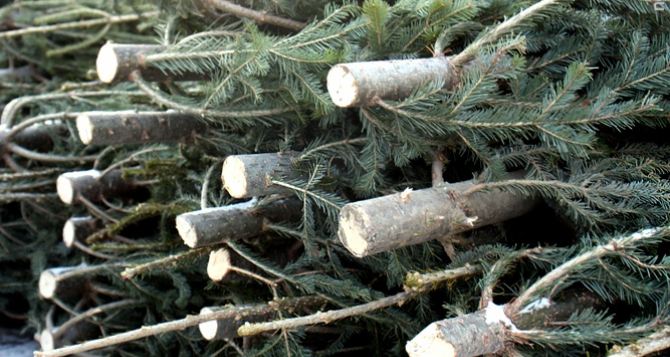 В самопровозглашенной ЛНР выявили 5 фактов незаконной торговли елками