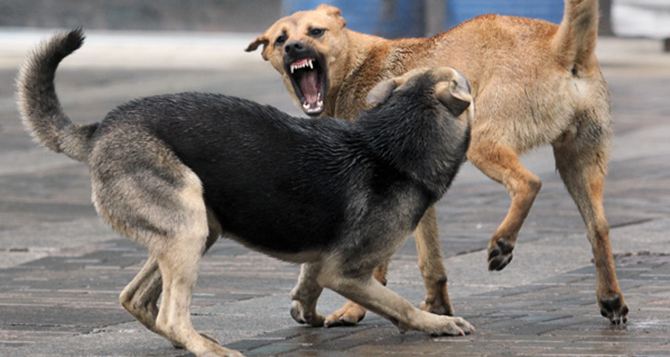 В Северодонецке участились случаи нападения бездомных собак на людей (видео)