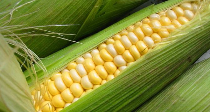 Кукуруза: выращивание и особенности культуры