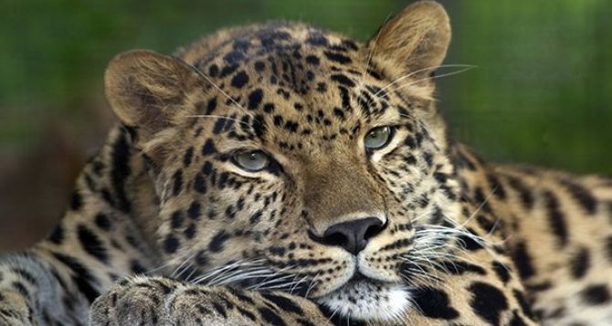 В Харьковском зоопарке после реконструкции появятся амурские леопарды