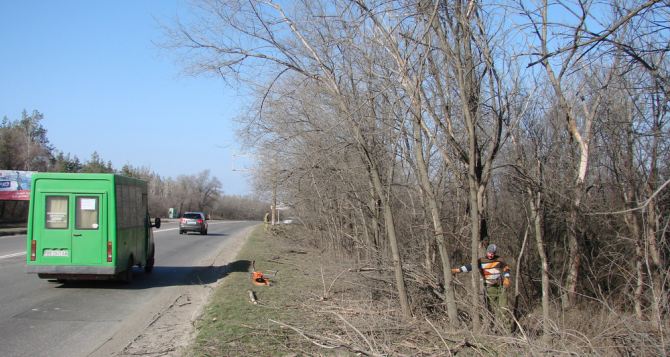 Лес вдоль трассы Луганск-Изварино очистили от сухостоя (фото)