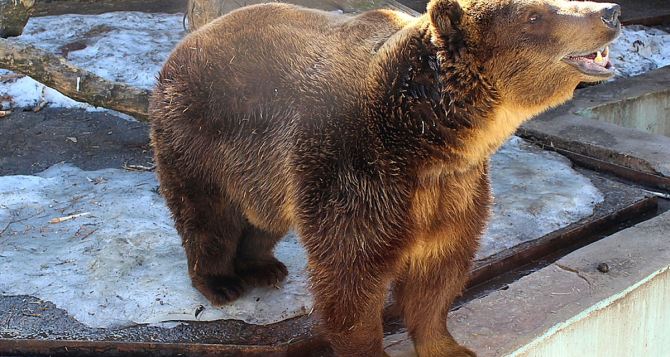 В Харьковском зоопарке проснулись медведи (видео)