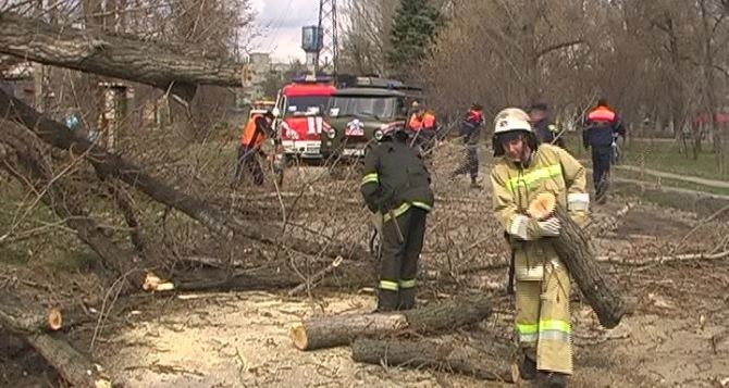 В Луганске дерево упало на проезжую часть (фото)