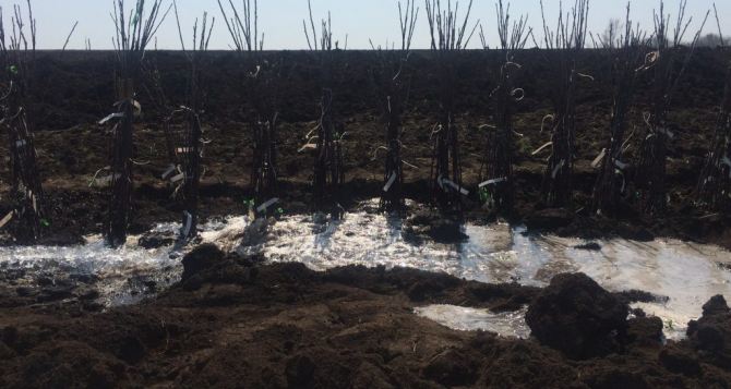 В ДНР планируют высадить 32 тысячи саженцев яблонь