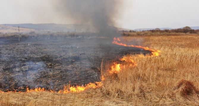 В Луганской области запретили выжигать стерню