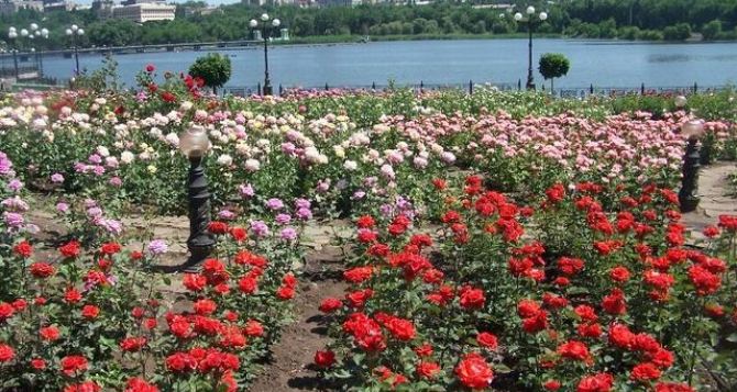 В Донецке хотят увеличить число высаженных роз до двух миллионов