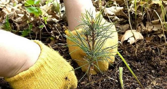 На Луганской области высадили более 14 тысяч деревьев и кустарников