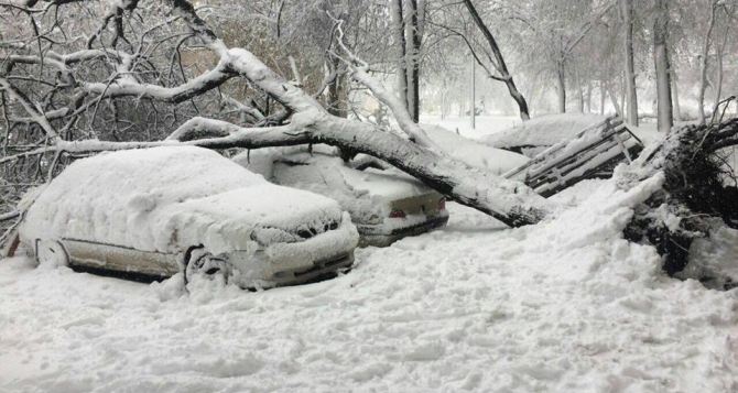В Харькове из-за снега деревьями привалило 12 машин (фото)