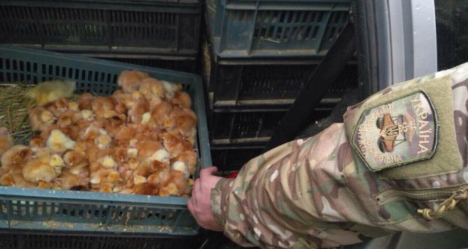 В Луганской области задержали 2 тыс. утят и цыплят, которых везли в ЛНР (фото)