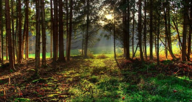 Жителям Луганской области запретили посещать хвойные леса