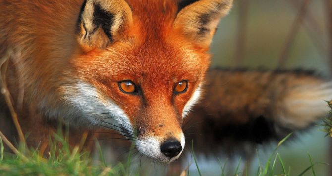 Из-за запрета охоты в самопровозглашенной ЛНР увеличилась популяция лис и волков. — Экологи