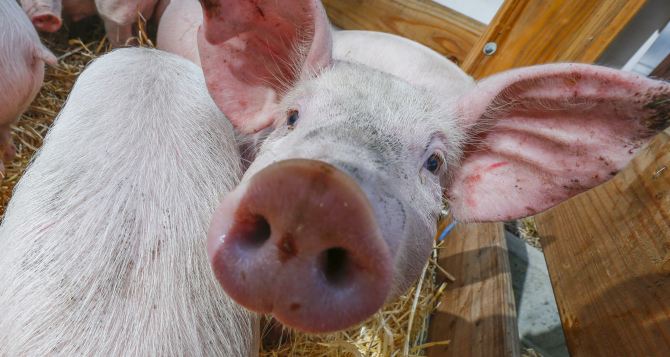 В Сватовском районе зафиксирована вспышка африканской чумы свиней