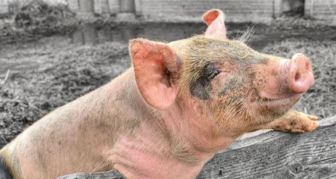 В Луганской области продолжаются вспышки африканской чумы свиней и бешенства