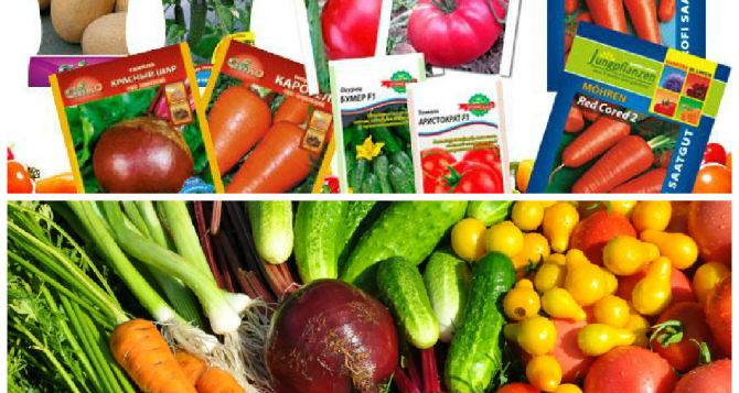 Семена овощей: на что обращать внимание при покупке?