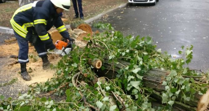 Из-за урагана в Рубежном дерево упало на легковое авто, а трасса Марковка-Новопсков была заблокирована