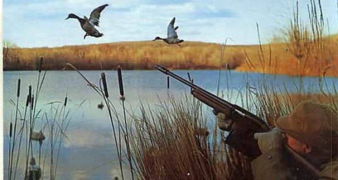 В Луганской области разрешили охоту на водоплавающих птиц