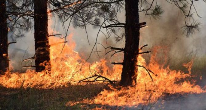 В районе Северодонецка второй крупный пожар. Горит уже более 6 гектаров леса