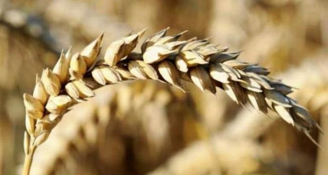 Зерно пшеницы в Украине — стоимость зерна от трейдеров