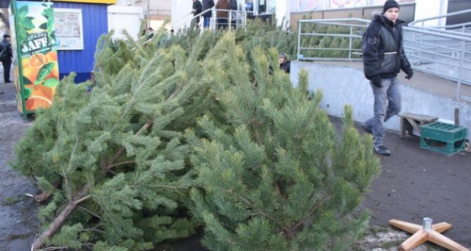 В Луганске откроют 150 мест продажи новогодних елей
