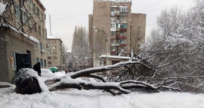 На Востоке Луганска упало несколько деревьев из-за обильного снегопада