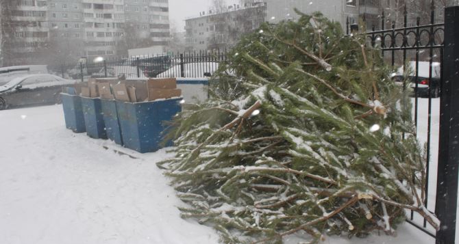 Экологи просят луганчан не выбрасывать хвойные деревья в мусоропровод
