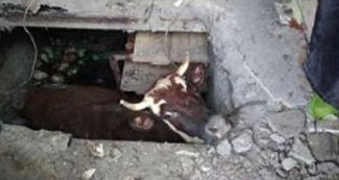 Корова перепутала двери и ее четыре часа МЧС доставали из погреба
