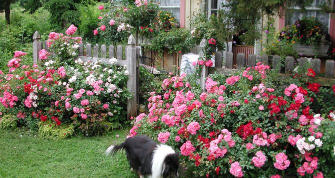Как выращивать розы на своем участке: основные правила