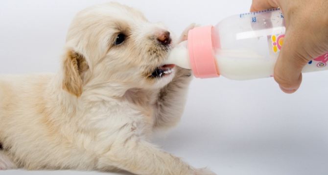 Заменители молока для щенков