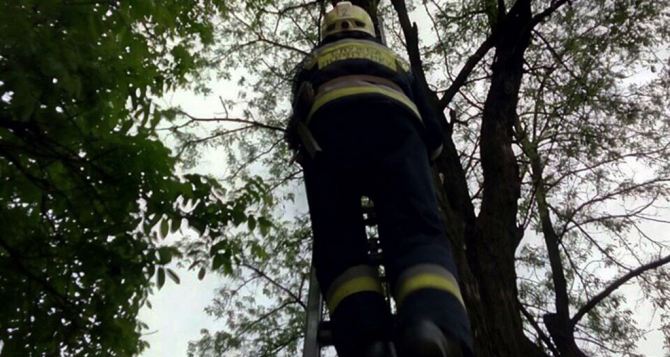 Молодой луганчанин спустился с дерева только благодаря помощи спасателей