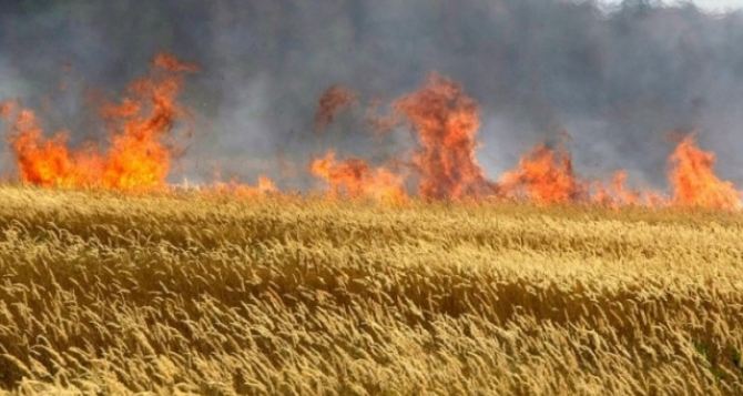 В районе Хращеватого выгорело поле пшеницы в 37 гектар