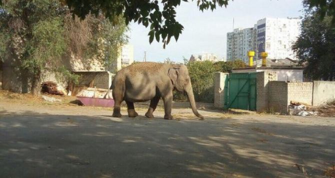 Слон гуляет сам по себе в Харькове возле детского сада. Местные жители сняли ВИДЕО и ФОТО